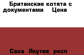 Британские котята с документами  › Цена ­ 15 000 - Саха (Якутия) респ., Нерюнгри г. Животные и растения » Кошки   